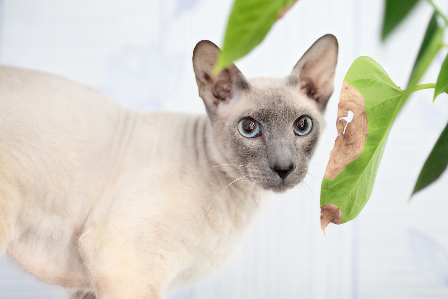 小灰猫