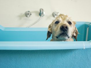 沐浴中的金毛猎犬