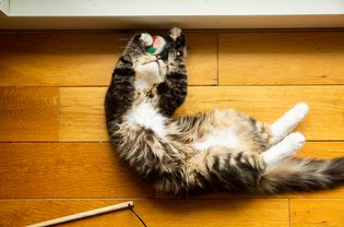 黑、棕、白三色的猫在背上玩毛线球