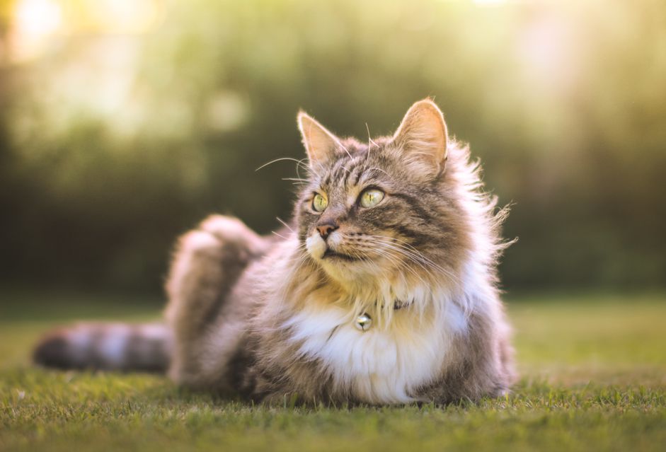 在猫的腹部