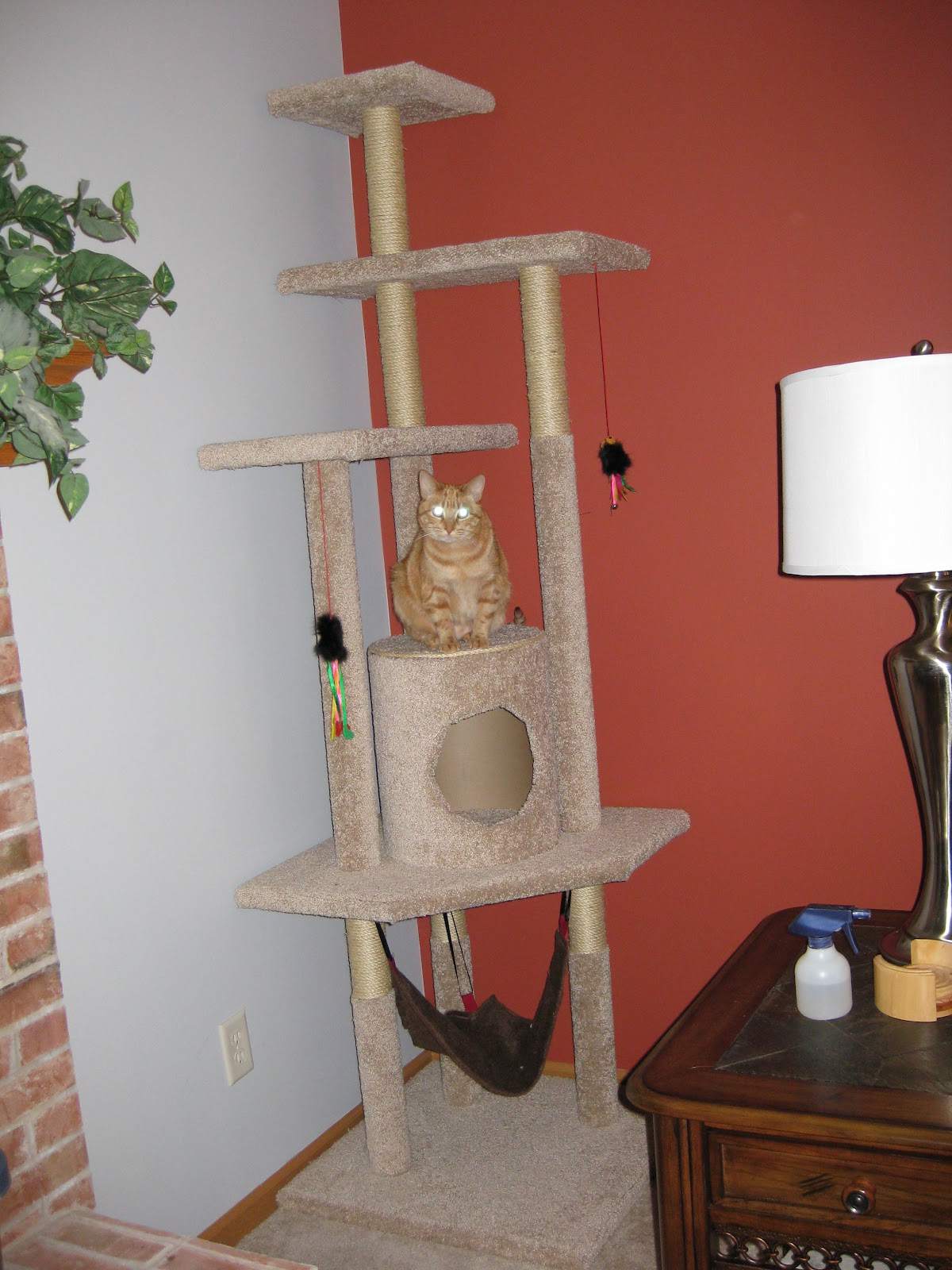 一只猫坐在猫树中间