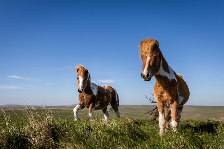 在Roos Tor的一对达特穆尔小马(Equus ferus caballus)。