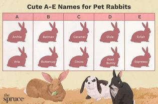 Cute Names for Pet Rabbits