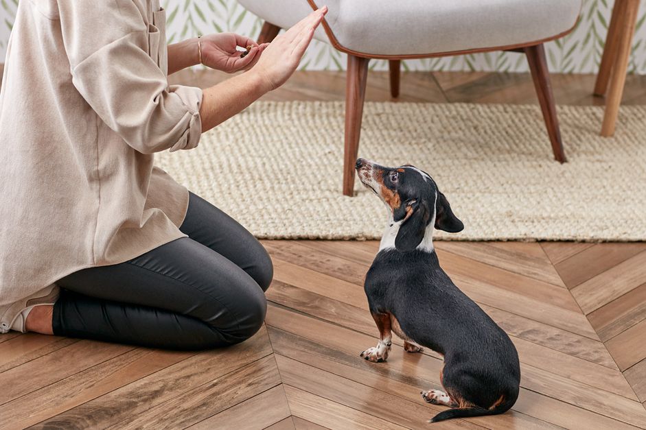 训练腊肠犬留下来