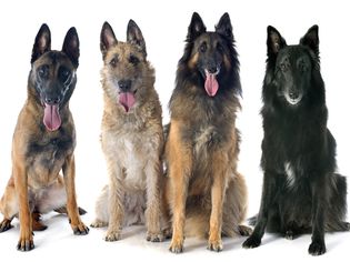 比利时牧羊犬，比利时马利诺犬，比利时牧羊犬，比利时特武伦犬