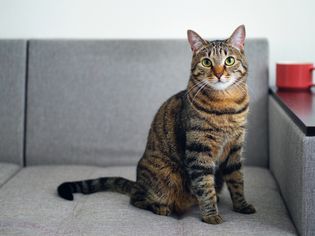 猫坐在沙发上看着相机。