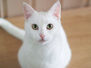 白色的猫