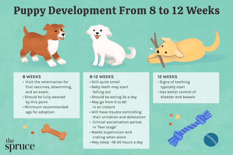 幼犬发育从8-12周