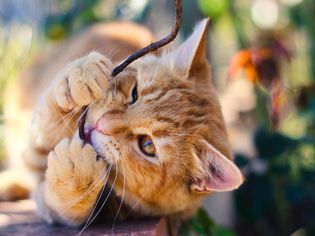 猫嚼植物茎