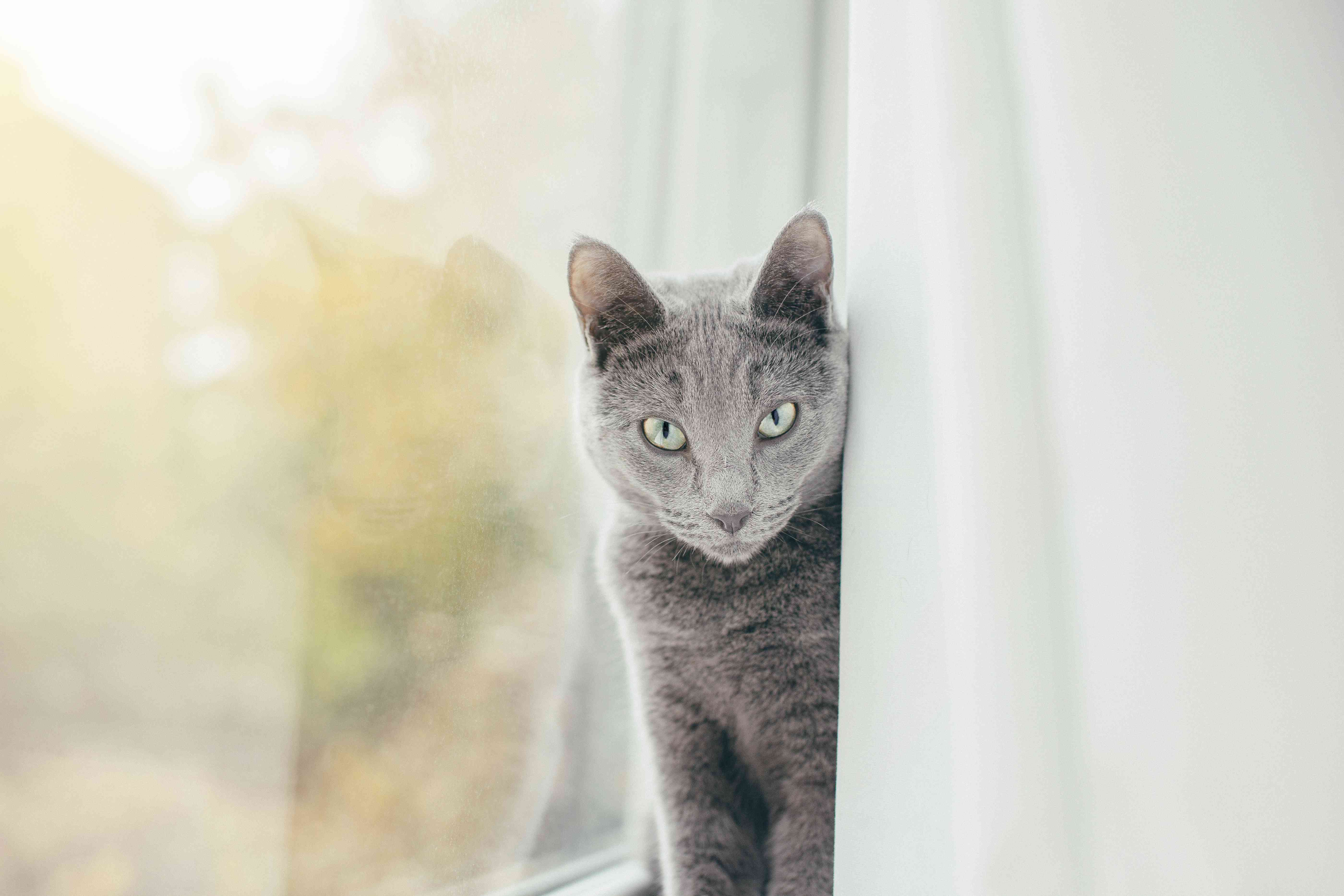 俄罗斯蓝猫从窗帘后面窥视