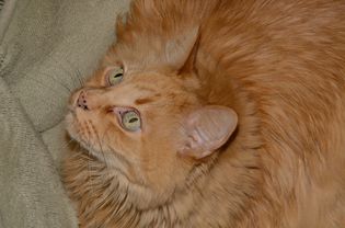 橙色猫的猫