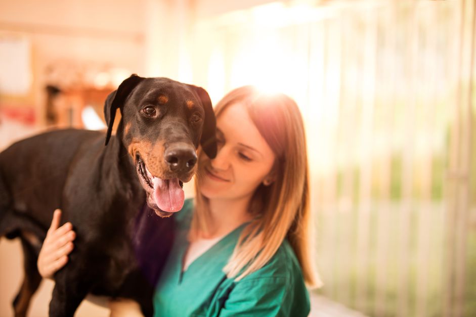 在兽医办公室接受体检的黑色杜宾犬。