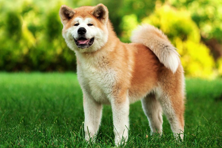 站在草地上的秋田犬的侧面