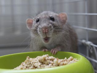 在食物里的食物