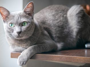 纯种克拉特猫在室内的桌子上摆姿势，看着相机