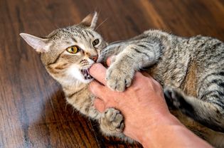 棕色和白色的猫咬主人的手