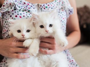 两只小猫胜过一只小猫