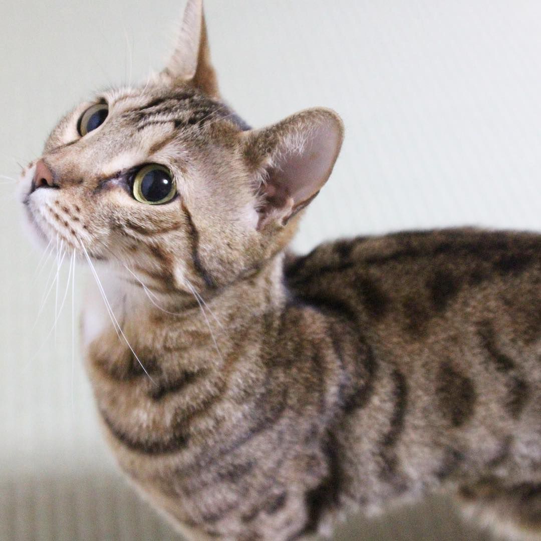 狼猫