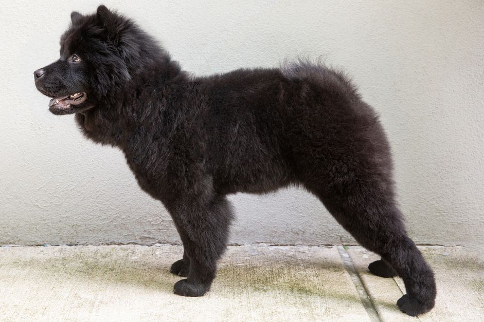黑色松狮犬站着，面向左边
