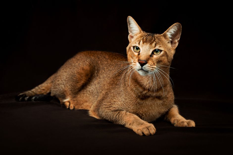 Chausie猫