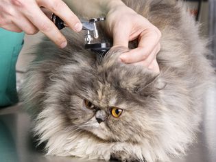 猫的魔法