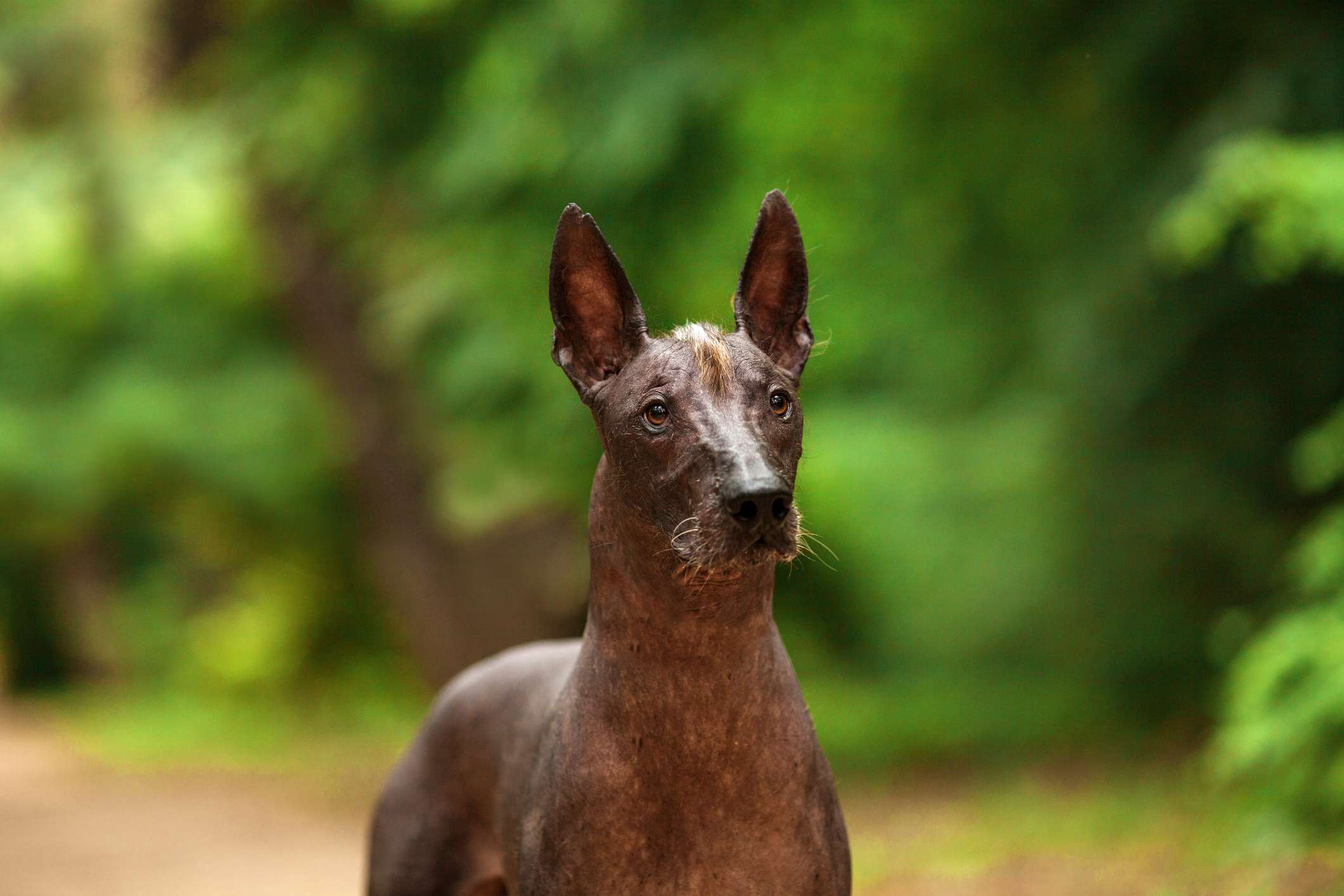 墨西哥无毛犬