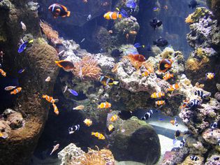 有多种颜色的鱼的水族馆