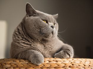 灰色的猫望向太阳