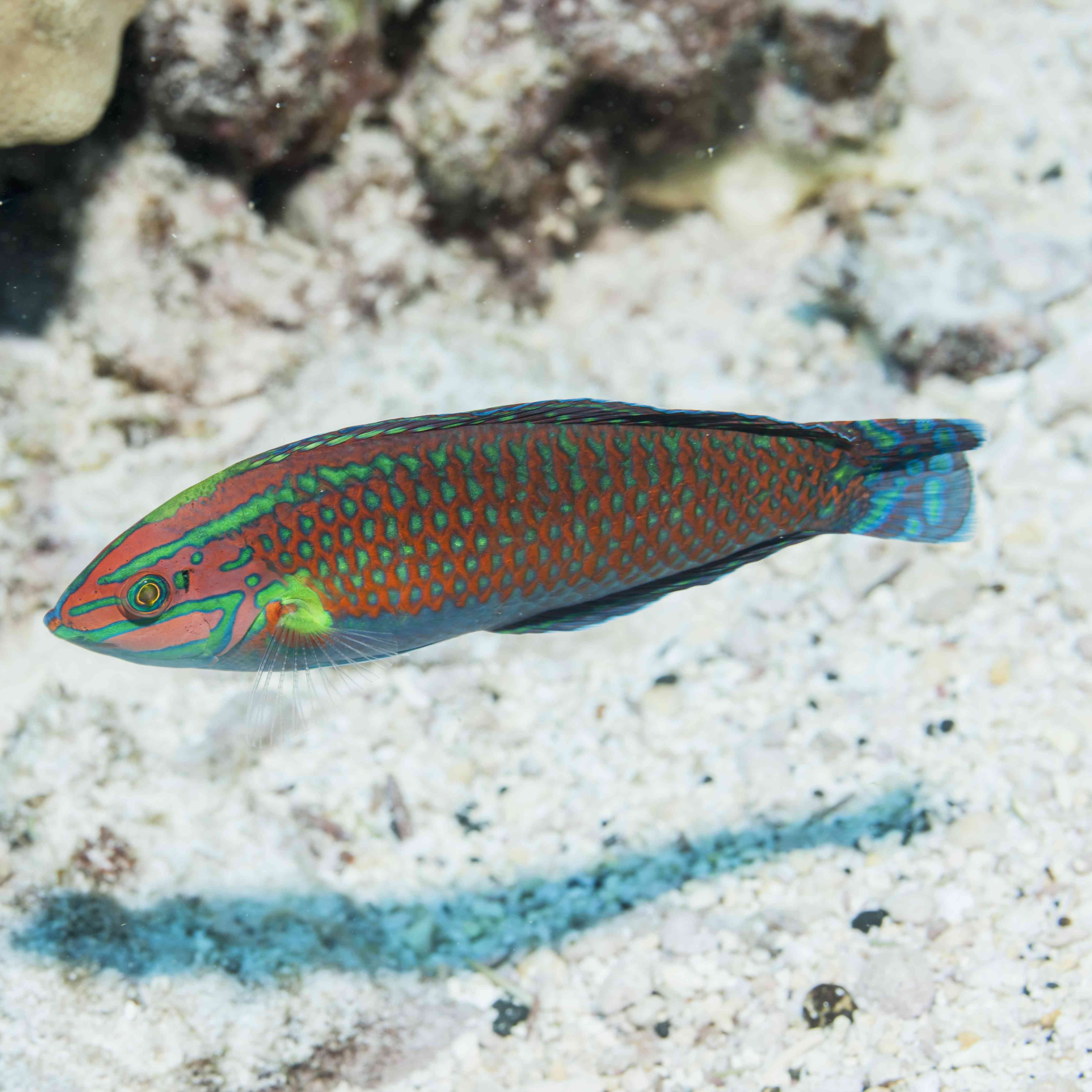 华丽的濑鱼(Halichoeres ornatissimus)，在科纳附近;夏威夷岛，夏威夷，美利坚合众国