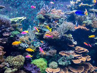水族馆里五颜六色的鱼和珊瑚