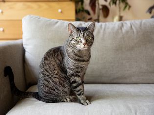 黑褐色条纹猫坐在灰色沙发上
