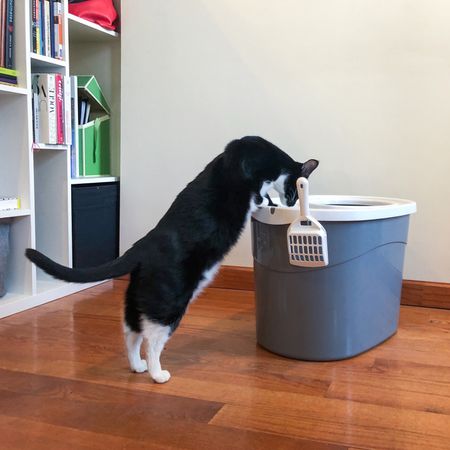 IRIS顶级入口猫砂盒