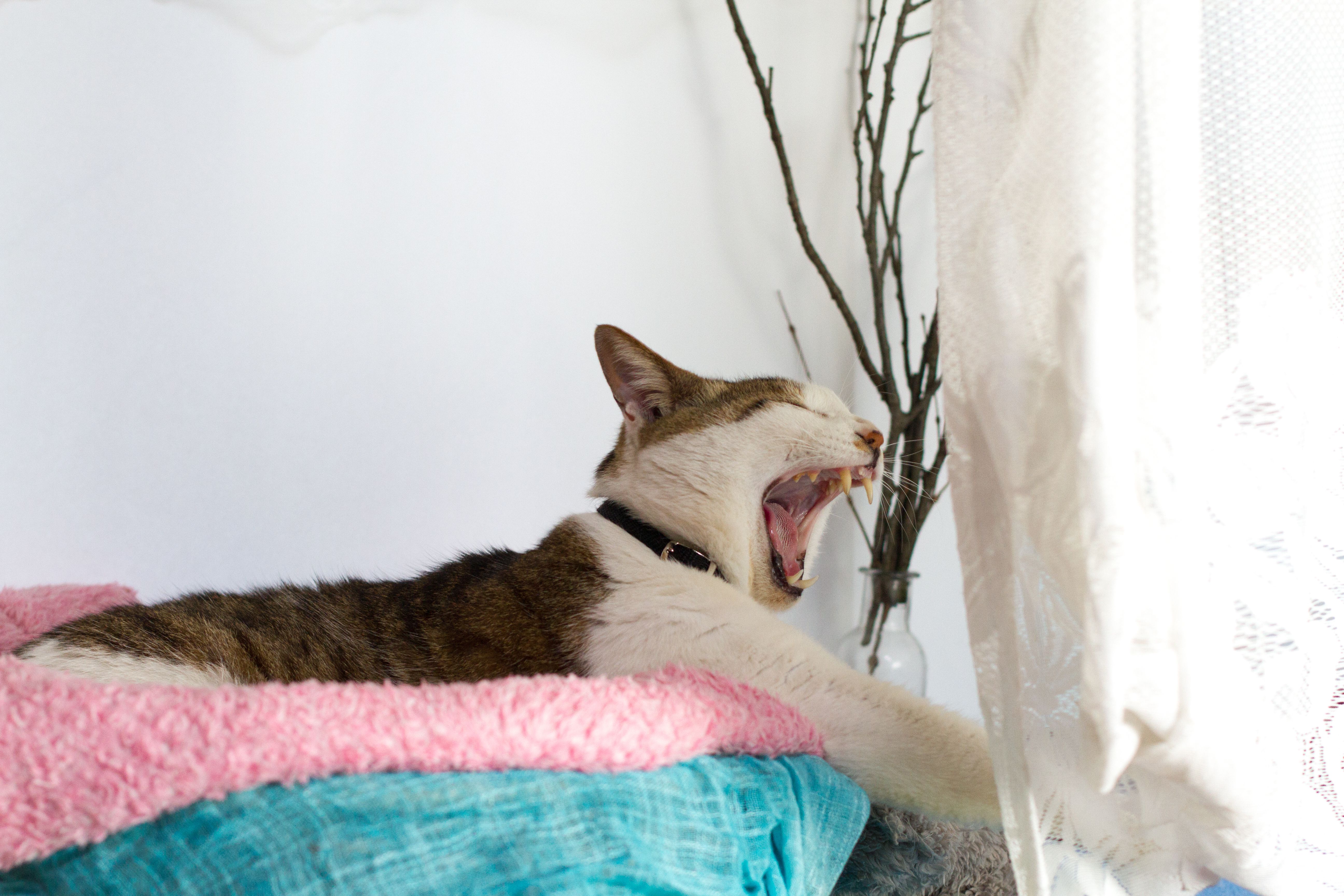 猫打哈欠和伸懒腰