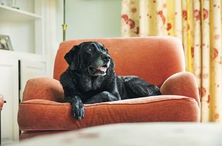 坐在橙色椅子上的老年黑色拉布拉多犬。