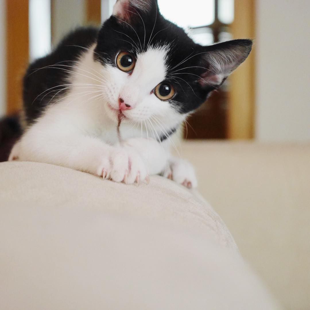 一只穿着燕尾服的猫坐在沙发边上