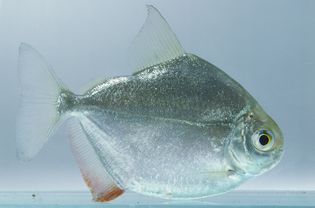 Schreitmuller's silver dollar (Metynnis hypsauchen), side view