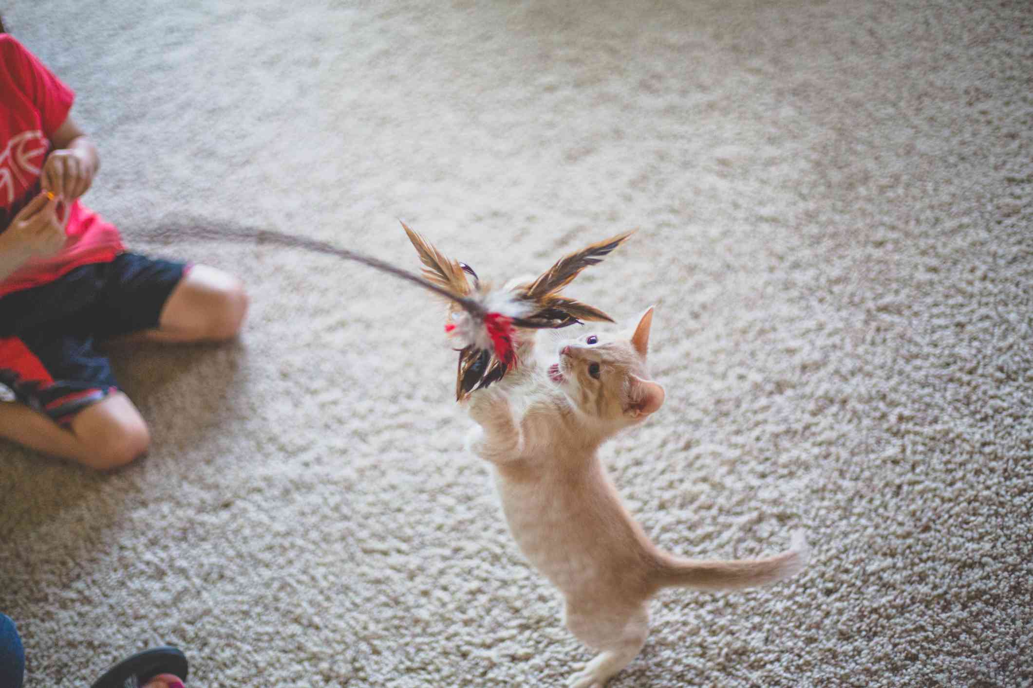 猫猫把玩具拿着