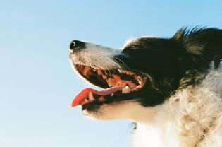 Close up of black and white dog