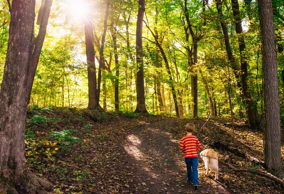 Boy walking dog in forest