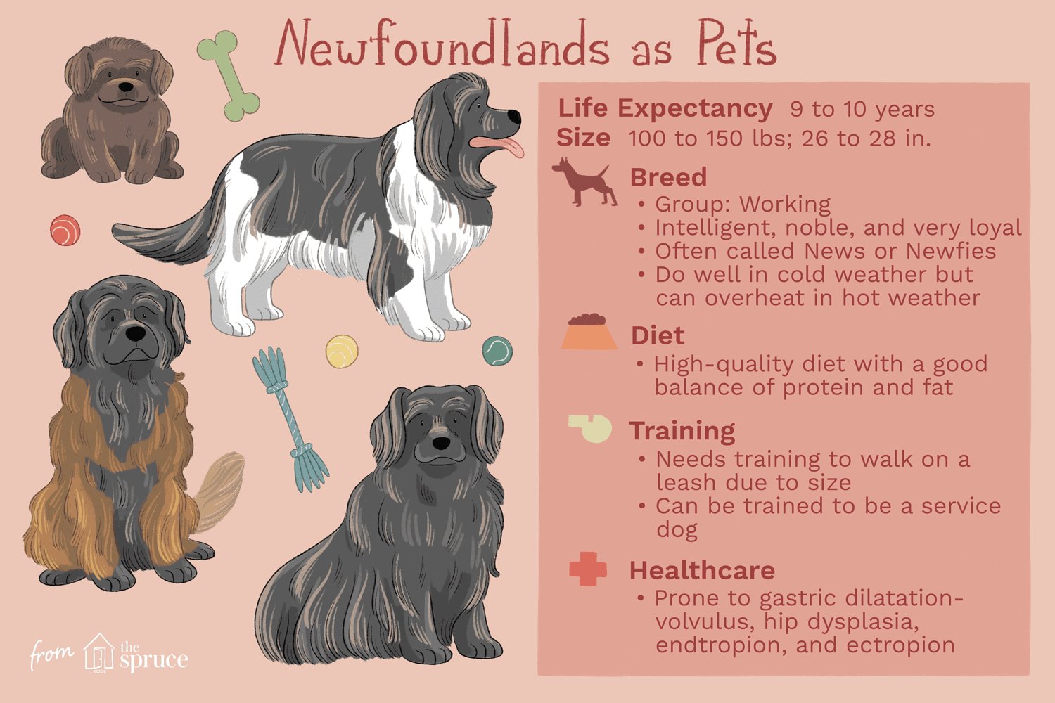 纽芬兰犬作为宠物的插图