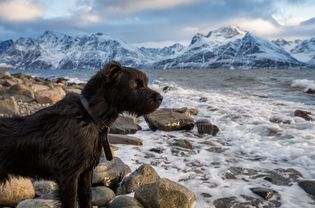 Dog in Norway; Norwegian dog names