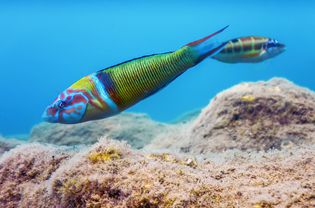 华丽的濑鱼(Thalassoma Pavo)水下五颜六色的鱼