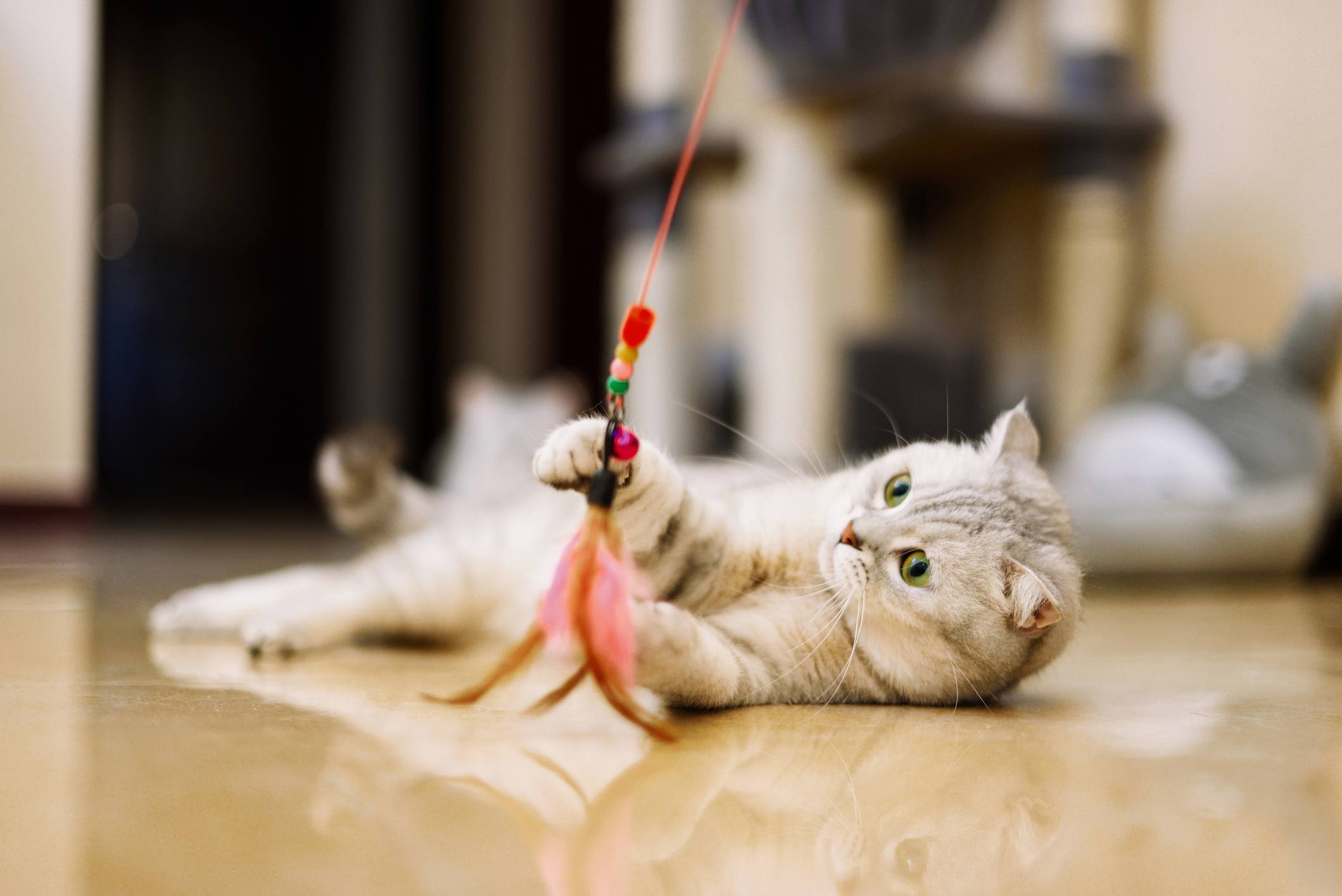 猫玩羽毛玩具