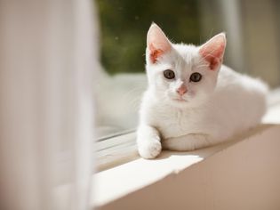 6.5周大的小猫警觉且活跃
