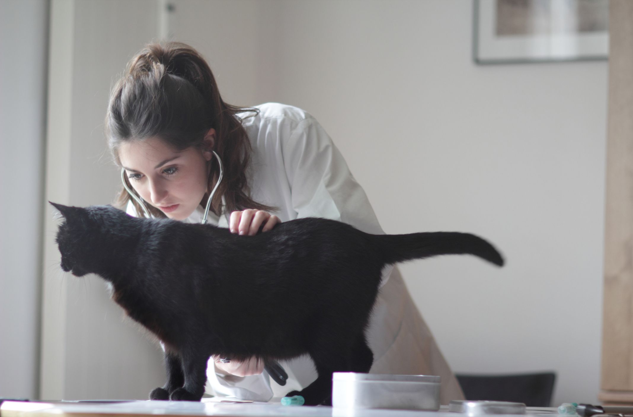 猫正在做兽医检查