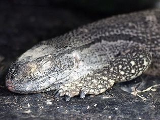 Black throat monitor sleeping. From East Bay Vivarium in Berkeley, California, USA.