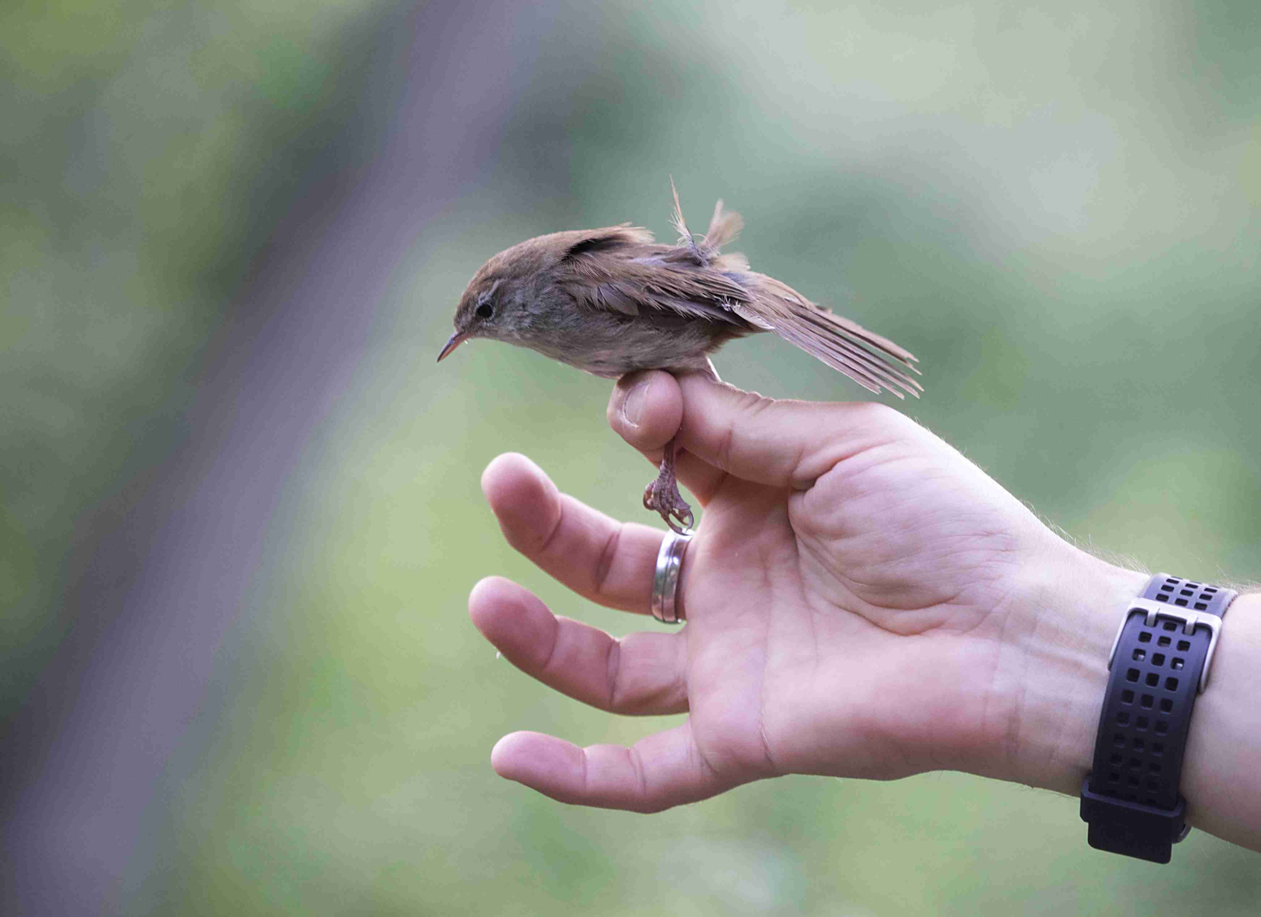 捕鸟用的雾网(日本网)。黑红雀(Phoenicurus ochruros)，雌性，栖息在一根光秃秃的树枝上。西班牙、欧洲。