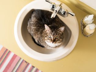 棕色和白色的猫坐在水槽里，抬头看