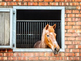 A Horse In A Stable Looking Out Of The Window