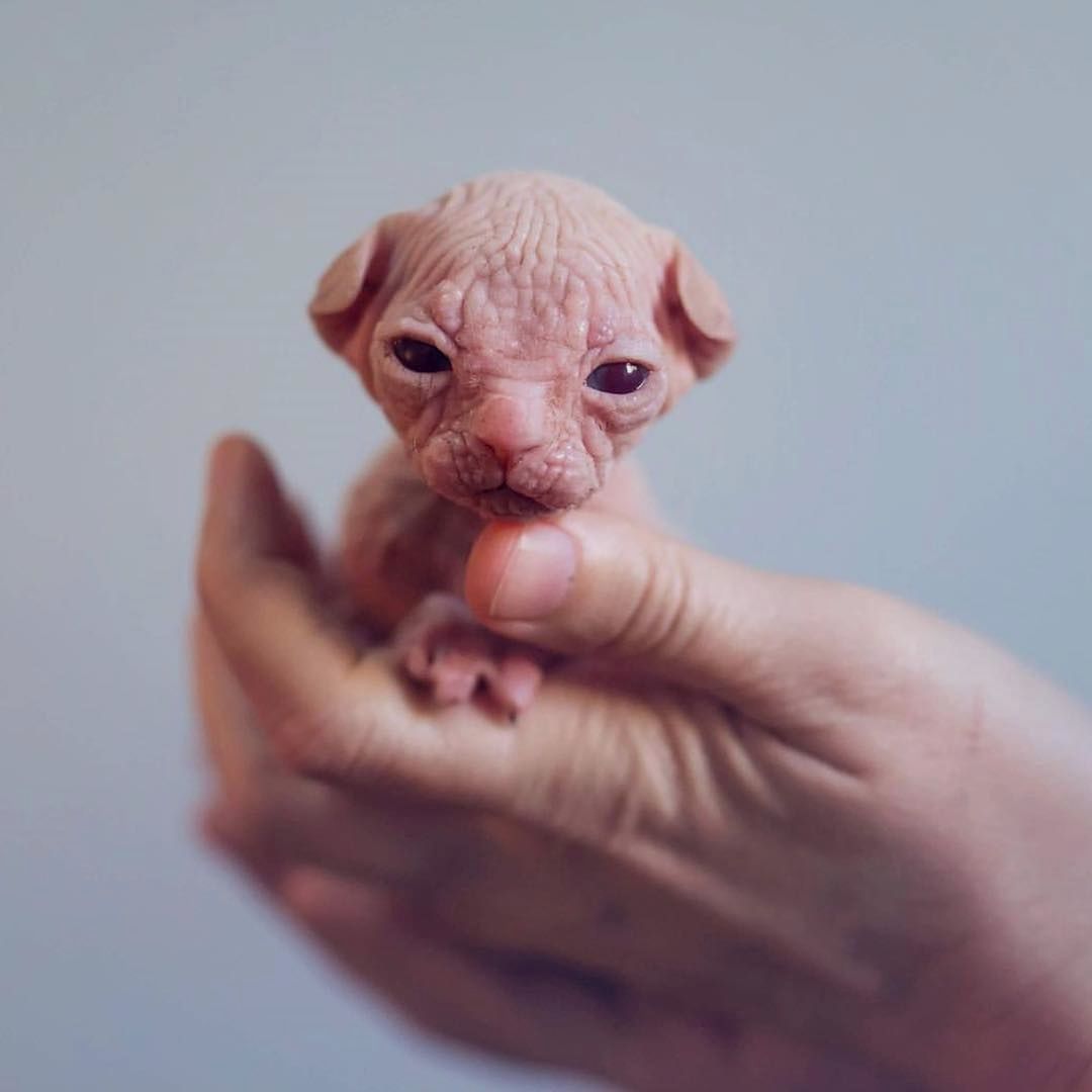 Sphynx小猫